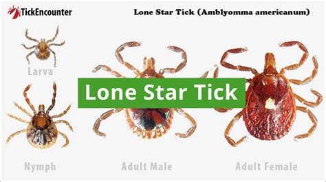 Lone Star Tick Guide: Identification, Diseases & Habitat – Insect Shield