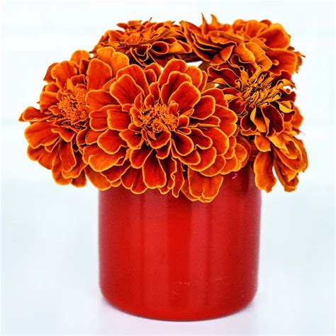 Safari Scarlet Marigold Seeds Rareseeds