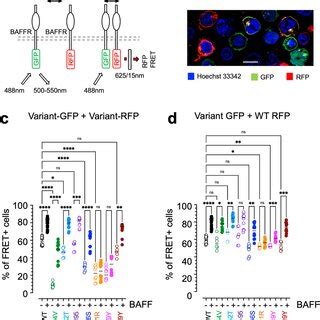 BAFFR Variants Change Oligomerization A Schematic Representation Of