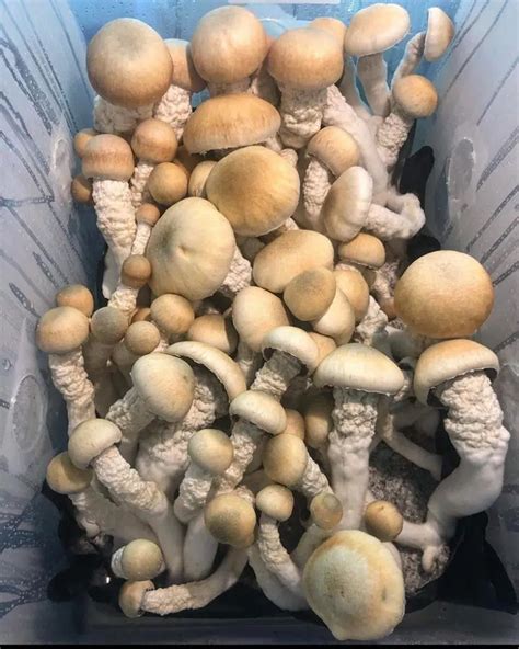 Buy Melmac Homestead Penis Envy Magic Mushrooms Online