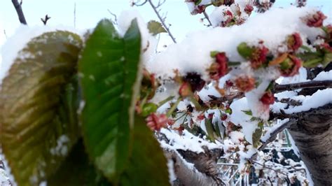 Dal Caldo Inverno Alla Primavera Con Neve E Gelate Il Clima Pazzo