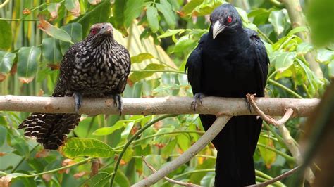 Asian Koel Cuckoo Bird Koyal Bird कोयल කොහා Male And Female