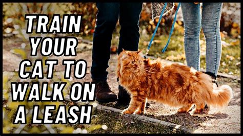 Train Your Cat To Walk On A Leash Youtube