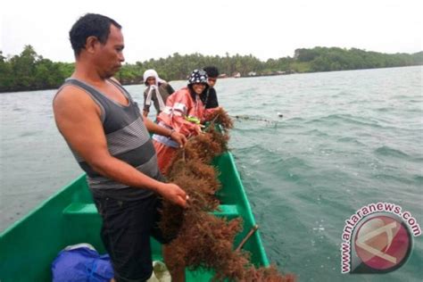 Kepulauan Sula Fokus Budi Daya Ikan Dan Rumput Laut ANTARA News Ambon