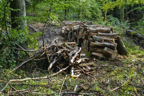 Lasy Państwowe sprzedają o wiele więcej drewna niż rok temu Prawie o