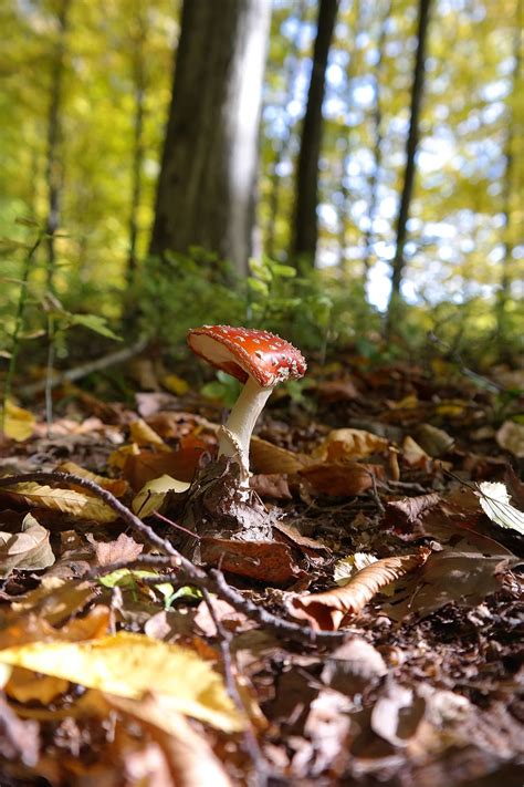 HD Wallpaper Fly Agaric Mushroom Toxic Red Spotted Amanita