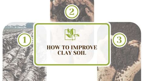 How To Improve Clay Soil The Most Efficient Ways To Try Evergreen Seeds