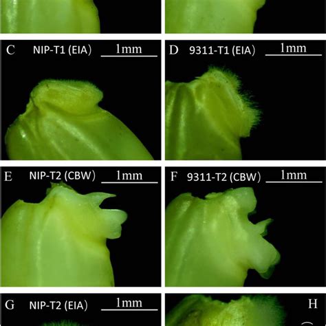 Overview of RNA-seq in coleorhiza hair development of japonica and ...