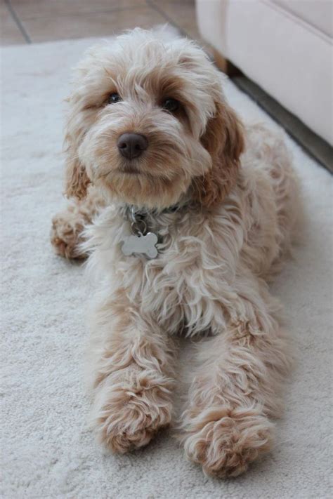 Stunning Cockapoo Girl Ready Now Photo 1 In 2020 Cockapoo Puppies Puppies Cockapoo