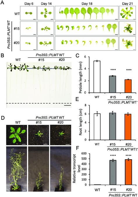 Vegetative Growth Phenotype Of Wild Type WT Arabidopsis And