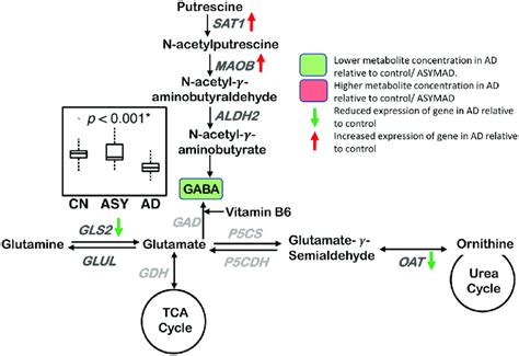 Neurotransmitter Metabolism A Lower Concentration Of GABA Is Observed