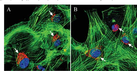 Figure From Kash Domain Proteins And The Cytoskeletal Landscapes Of