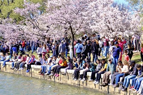 Cherry Blossom Season Dc 2024 Trixy Hermione