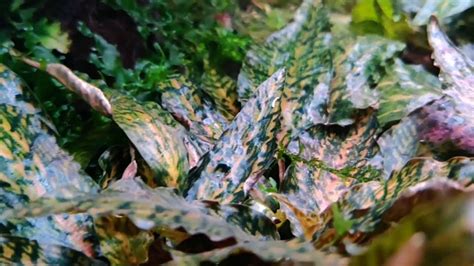 Cryptocoryne Nurii Rosen Maiden Youtube