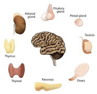 Pathology Of The Endocrine System Flashcards Quizlet