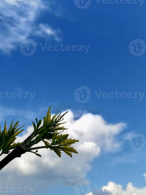 blue sky with clouds and tree 21150283 Stock Photo at Vecteezy