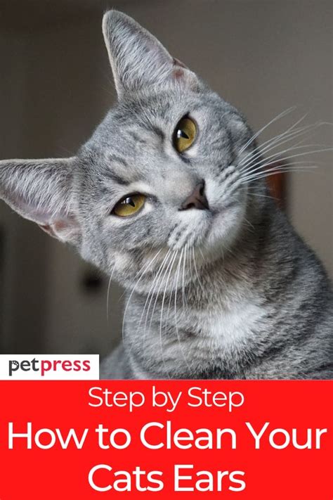 How to Clean Your Cat's Ears: 5 Step-by-Step Guide for You!