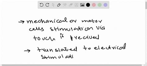 SOLVED:How are motor cells involved in the function of the pulvinus? What happens in the motor ...