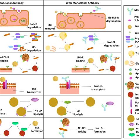 Overview Of Phage Display Technology Antibody Phage Library Is