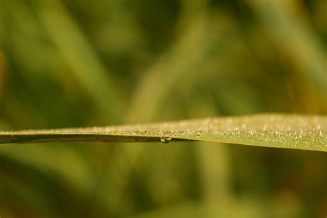 Free Images Water Nature Branch Drop Dew Abstract Sunlight