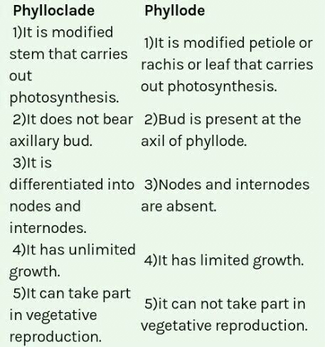 Phylloclade