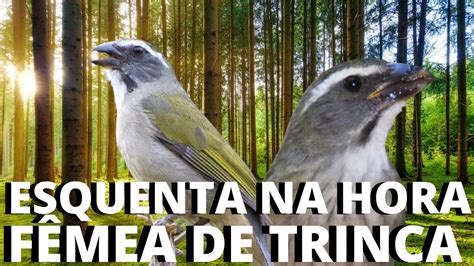 FÊMEA de trinca ferro MACHEANDO e CHAMANDO trinca ferro CANTANDO