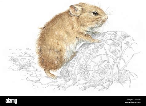 Pika Illustration Endangered Pika Small Mammal Hi Res Stock Photography