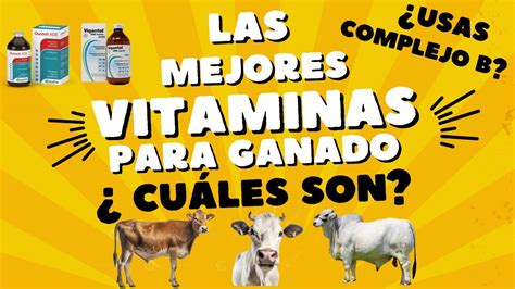 VITAMINAS PARA GANADO CUÁLES NECESITA TU GANADO USAS COMPLEJO B