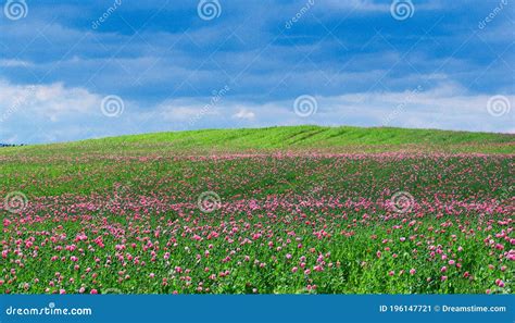 Amazing pink poppy field stock image. Image of maki - 196147721