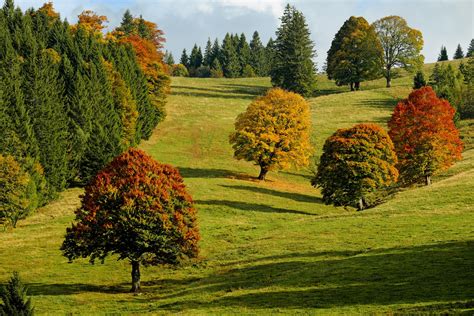 Images Gratuites Des Arbres Champ La Nature Paysage Paysage