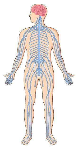 Ilustración que muestra el sistema nervi Premium Vector Freepik