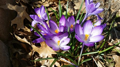 1920x1080 Wallpaper Purple And White Petal Flower Peakpx