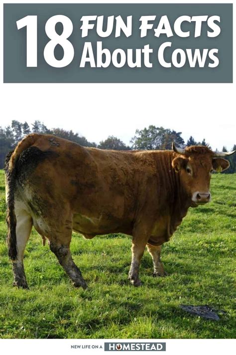 18 Fun and Interesting Facts about Cows