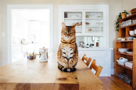 C Mo Mantener A Los Gatos Alejados De Los Mostradores