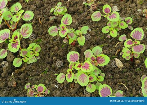 Amaranthus Dubius The Red Spinach Chinese Spinach Spleen Amaranth