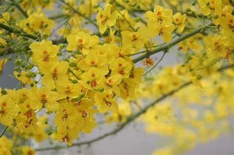 Blue Palo Verde Tree Seeds Vibrant Yellow Desert Beauty parkinsonia ...