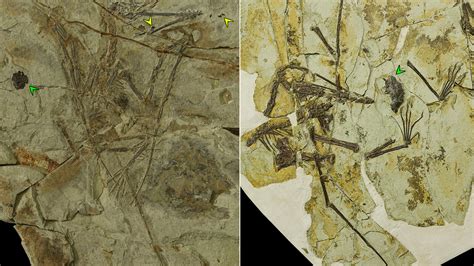 How 2 Pterosaurs Last Meals Ended Up In The Fossil Record The New