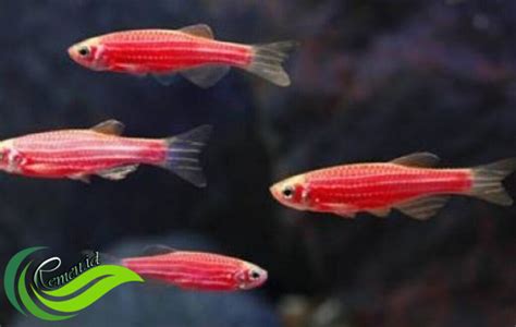 Glofish Ikan Hias Cantik Yang Menyala Dalam Kegelapan Media Hobi Dan