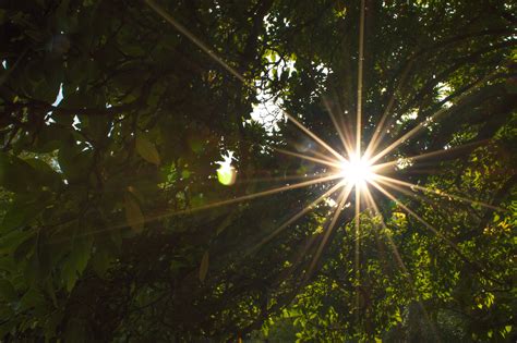 Banco de imagens árvore natureza ramo dom noite luz solar folha