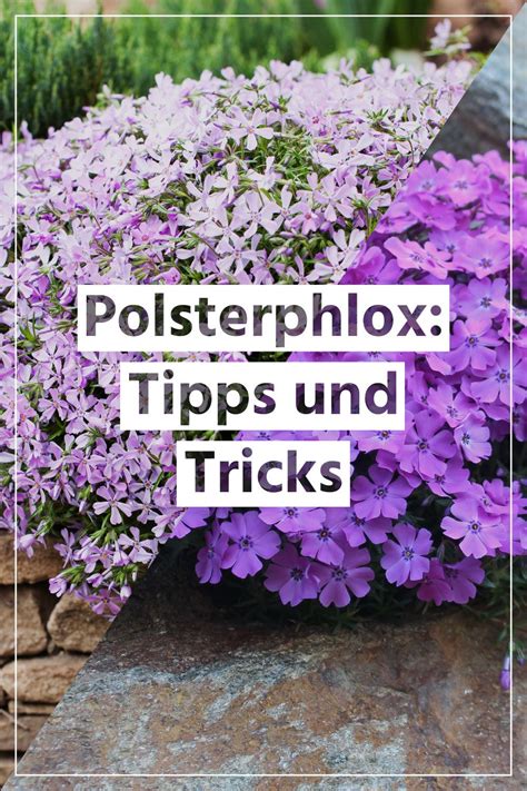 Polsterphlox richtig Pflegen sowie Tipps und Tricks zum Thema Gießen