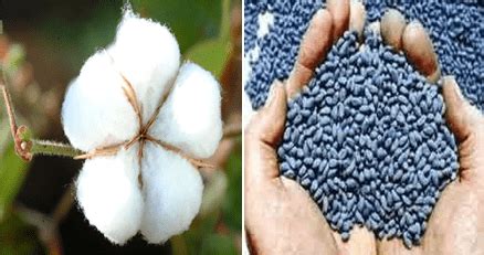 Hybrid Cotton Seed Production Methods Advantages And Disadvantages