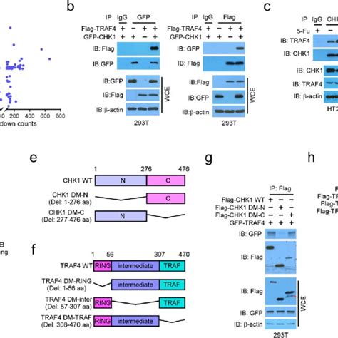 Traf Promotes K Linked Ubiquitination Of Chk Is Required For Chk