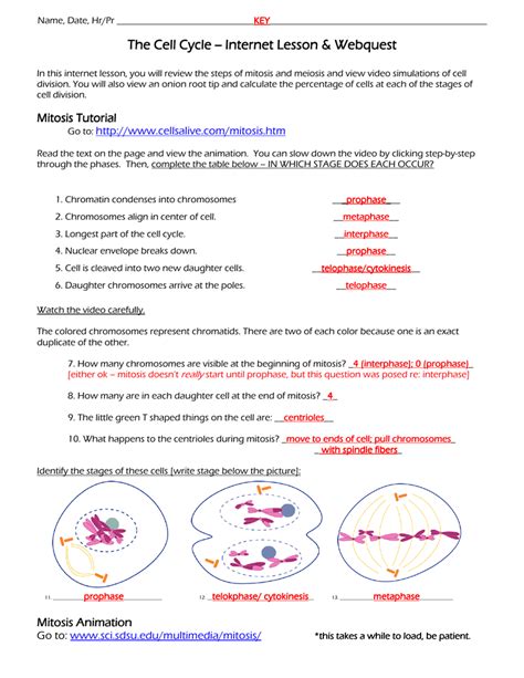 Meiosis Matching Worksheet Answer Key E