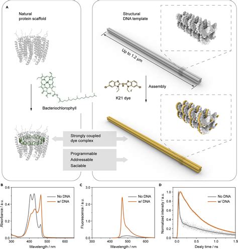 Dna Templated Programmable Excitonic Wires For Micron Scale Exciton