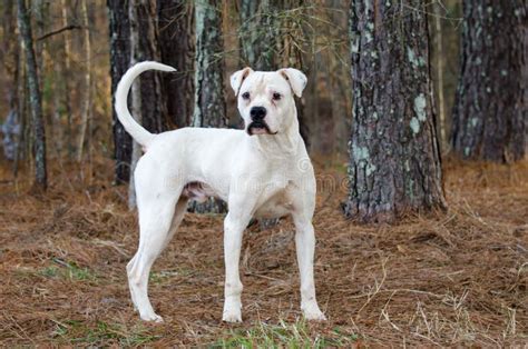 White Boxer American Bulldog Dog Stock Photo - Image of white, walton ...