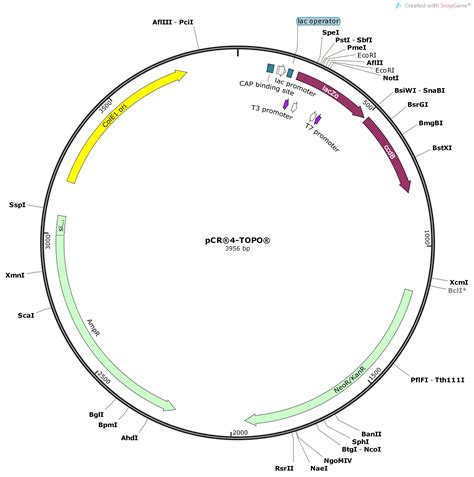 Vector Backbone Pcr Topo