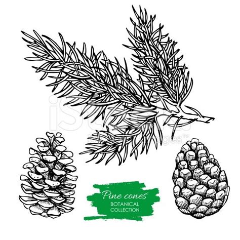 Vector Hand Drawn Botanical Pine Cone And Branch Engraved How To