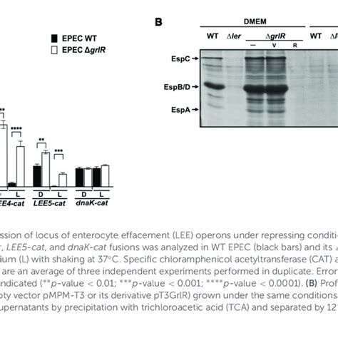 Grlr Represses The Expression Of Locus Of Enterocyte Effacement Lee