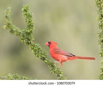 Male Northern Cardinal Southern Texas Usa Stock Photo 1080703079 ...