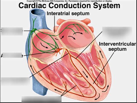 Cardiac Conduction System Diagram Quizlet